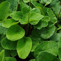 Primula florindae